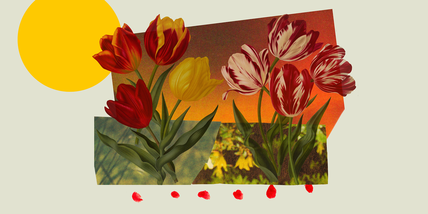 Collage image of two red and orange bouquets of tulips with cut outs of forest scenes behind them. A yellow circle is in the left corner representing the sun and there is a red and orange gradient cutout behind the tulips giving the aura of a flame. below the tulips are six red painted dots that are reminiscent of blood.