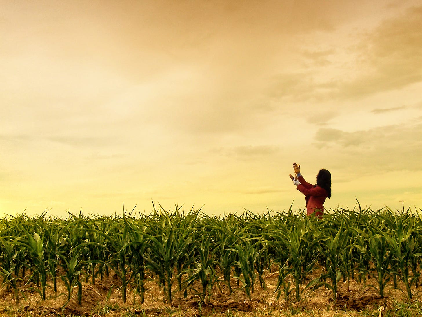 Person standing arms uplifted in a filed of corn