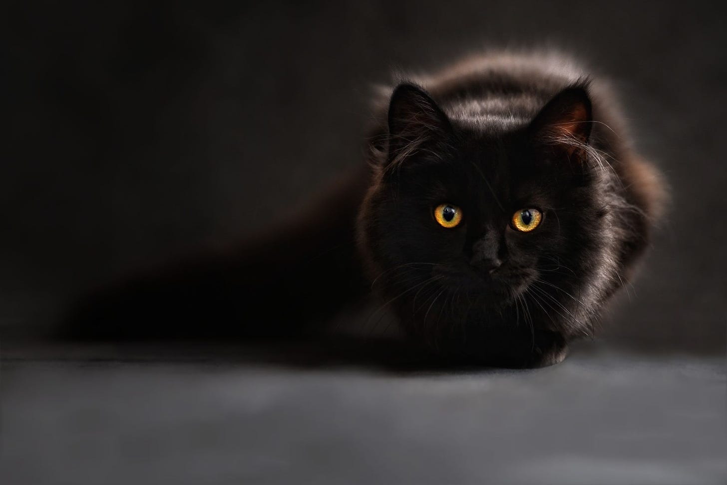 black cat with yellow eyes