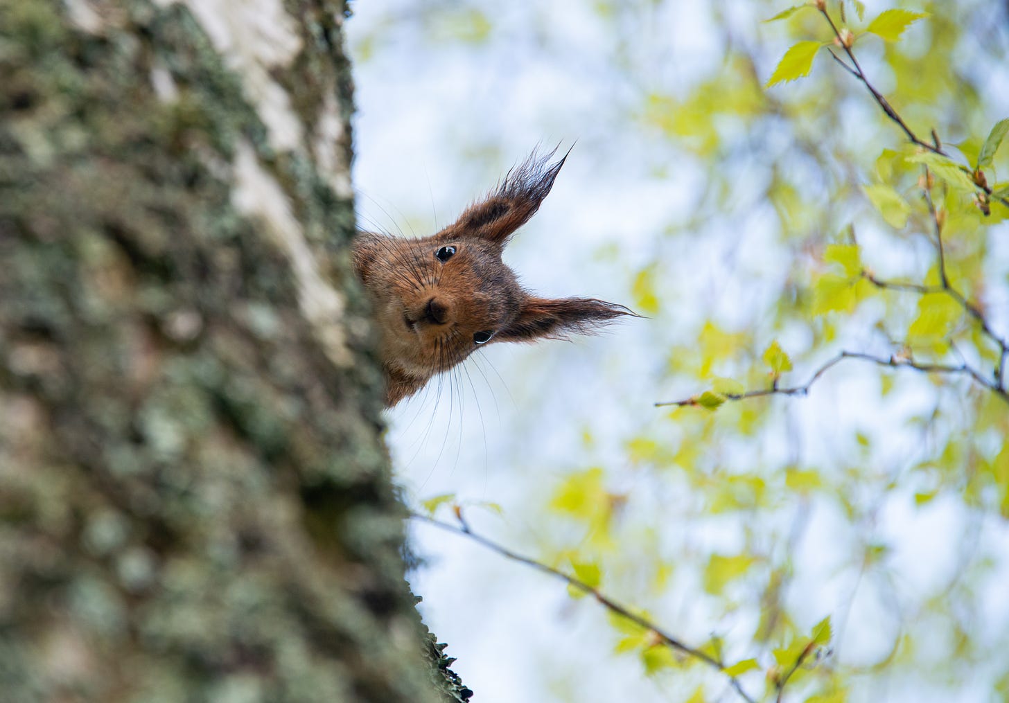 A squirrel looks directly at the camera, its ears perked up and its beady eyes plotting.