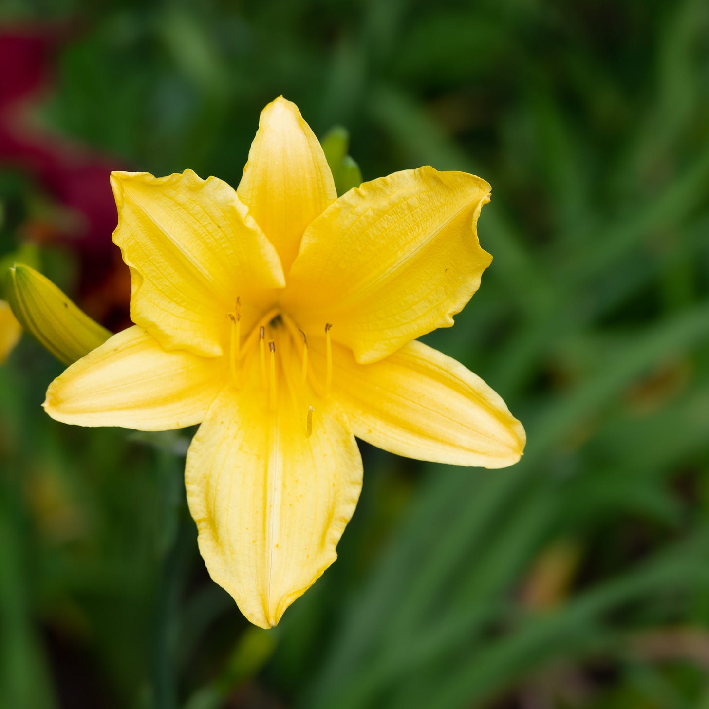 A single yellow daffodil against dark green leaves