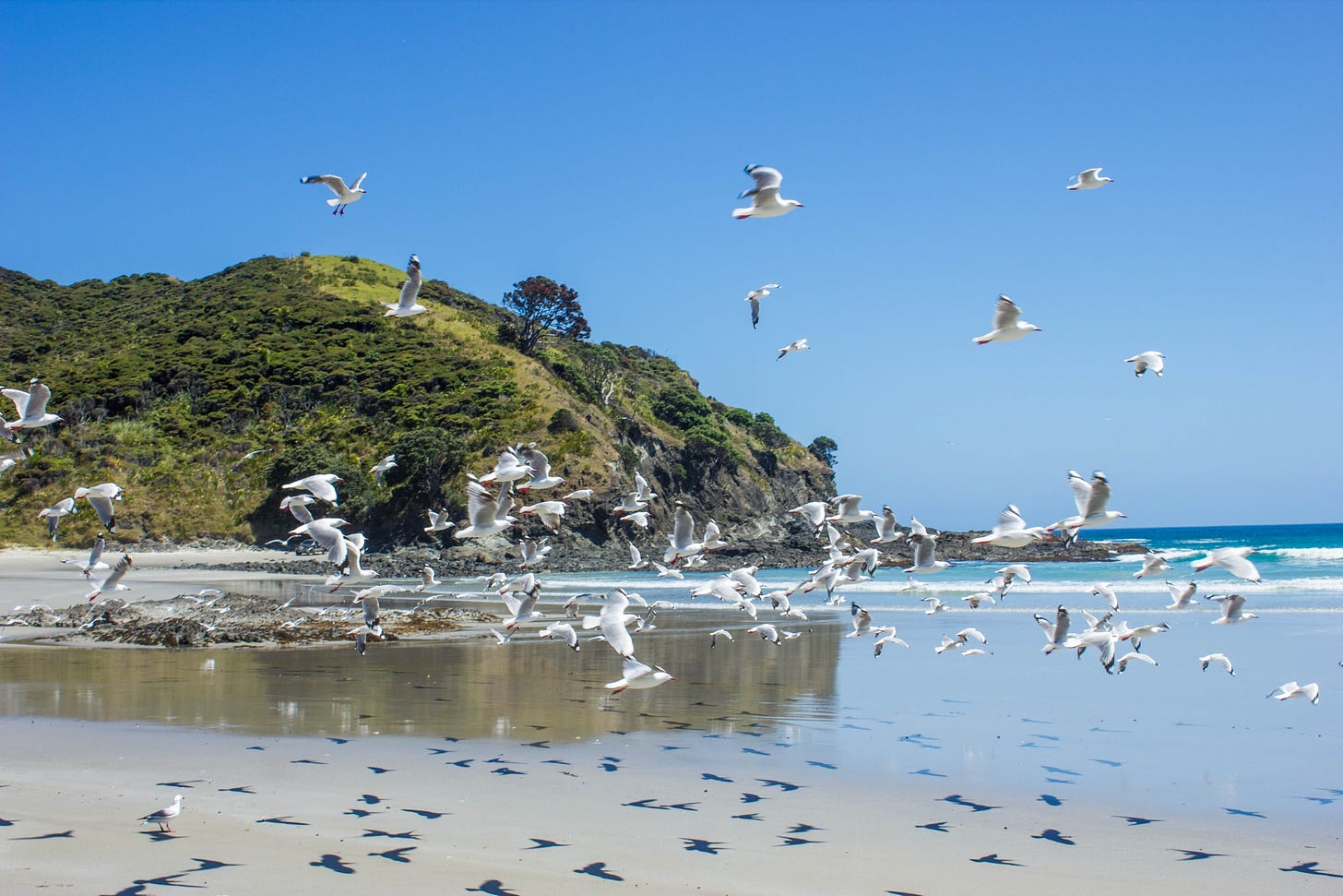 Birds flying over beach, North Island, New Zealand