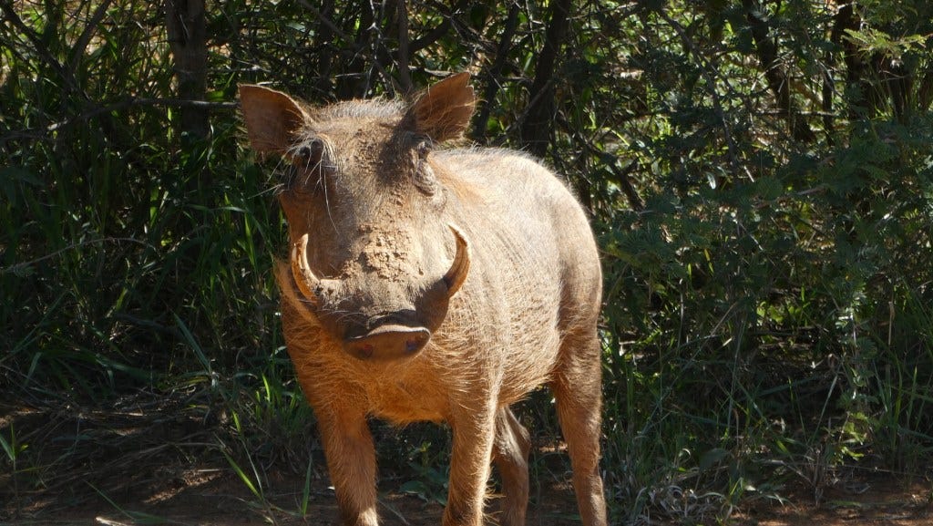 Warthog at Madikwe Game Reserve