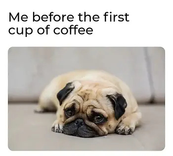 Sleepy pug - coffee memes funny