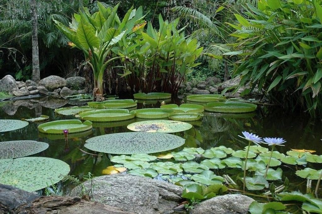 botanic gardens in Cairns
