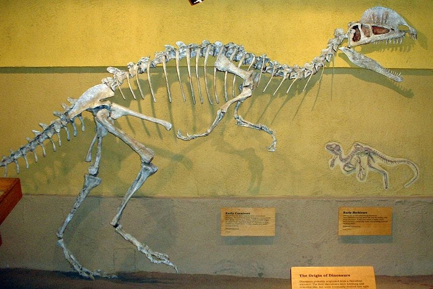 File:Dilophosaurus skeleton RTMoP.JPG