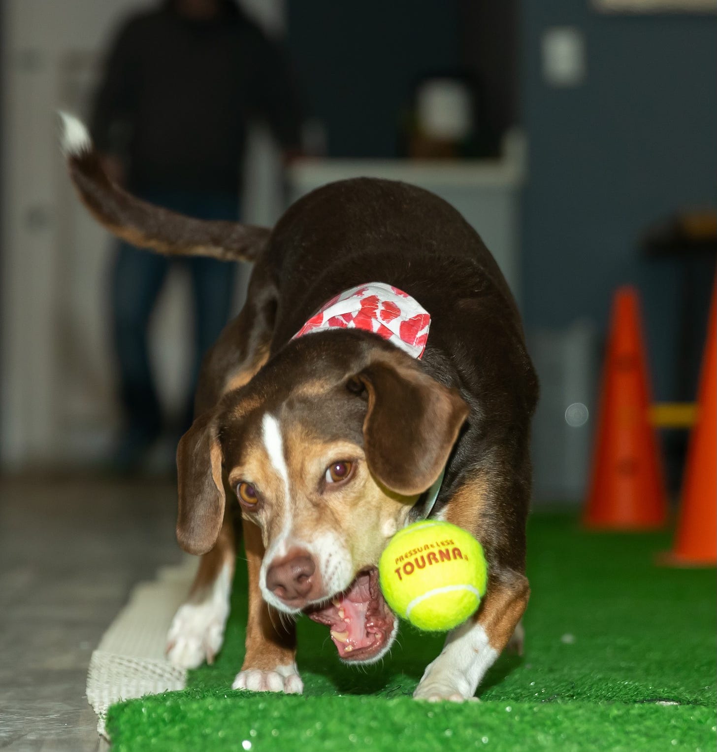 A beagle/pit bull mix playing with a tennis ball.