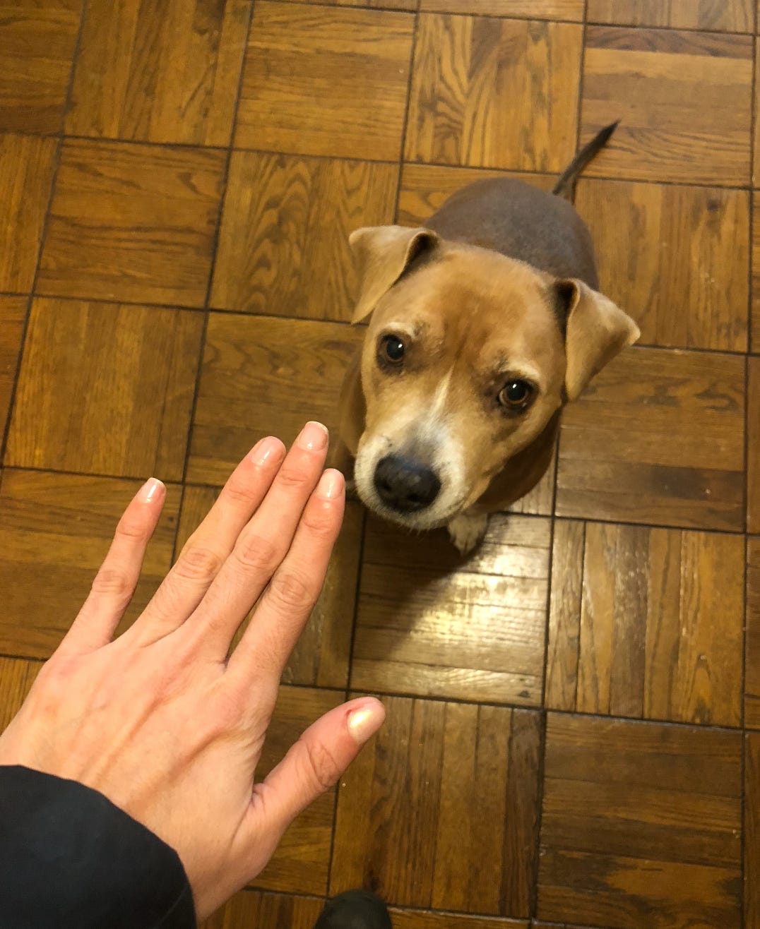 ID: My dog Clementine sits on the floor like a good dog with my hand outstretched over her. She looks teeny tiny. Like one bean.