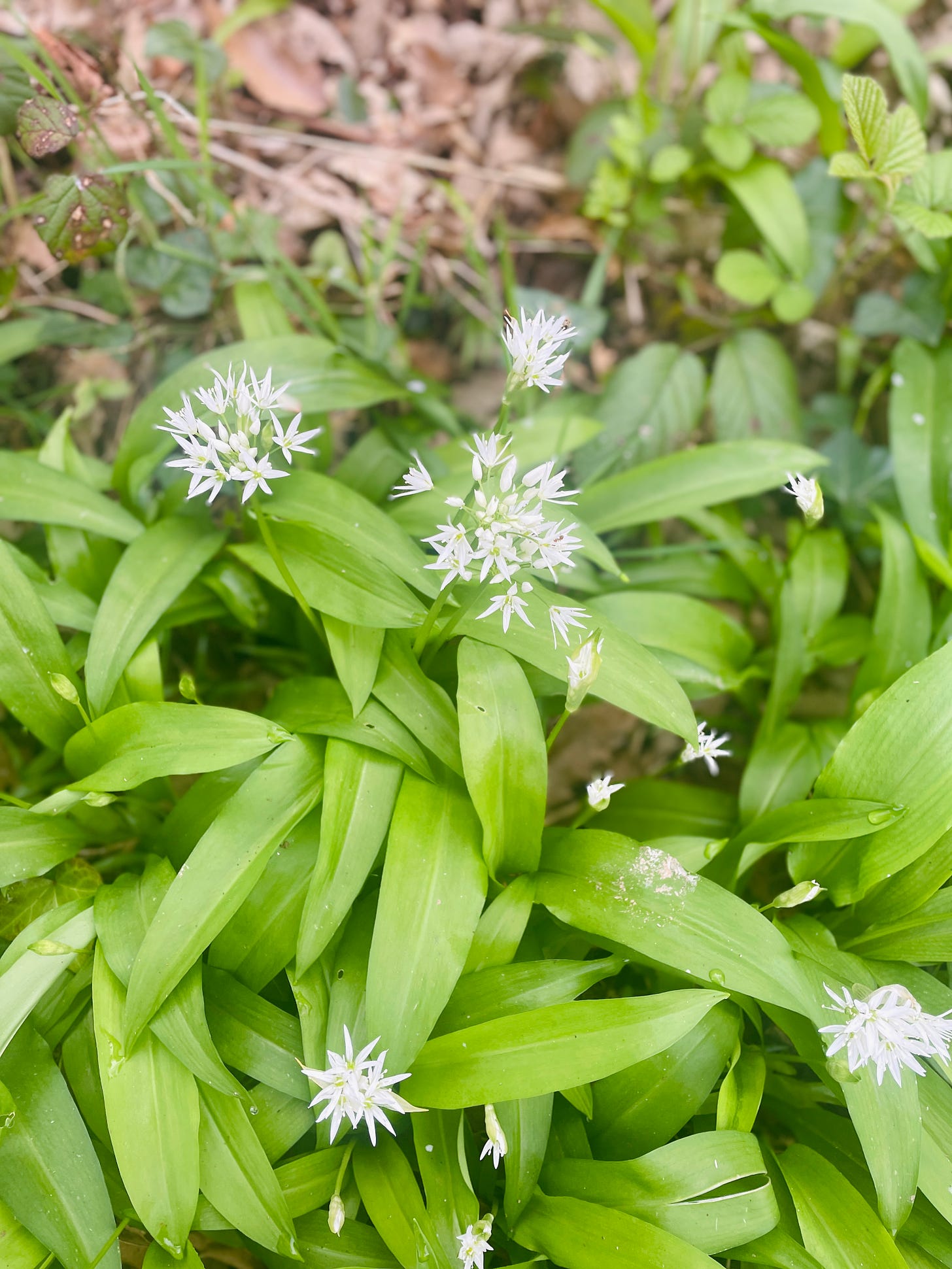 Wild garlic, flowering