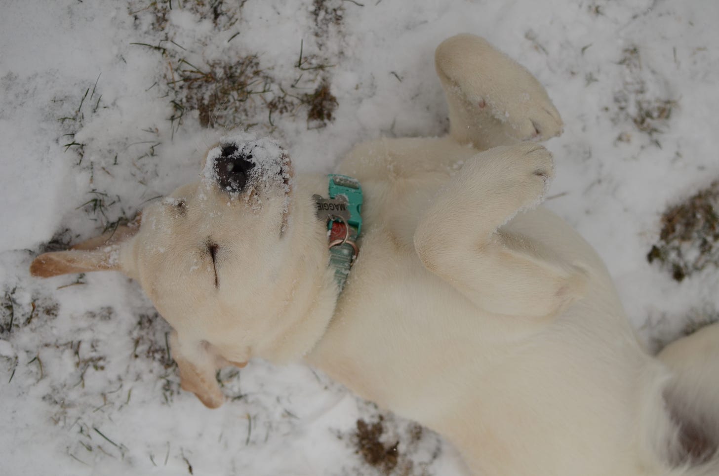 A yellow Labrador retriever with snow on her nose closes her eyes and rolls in the snow-covered grass.