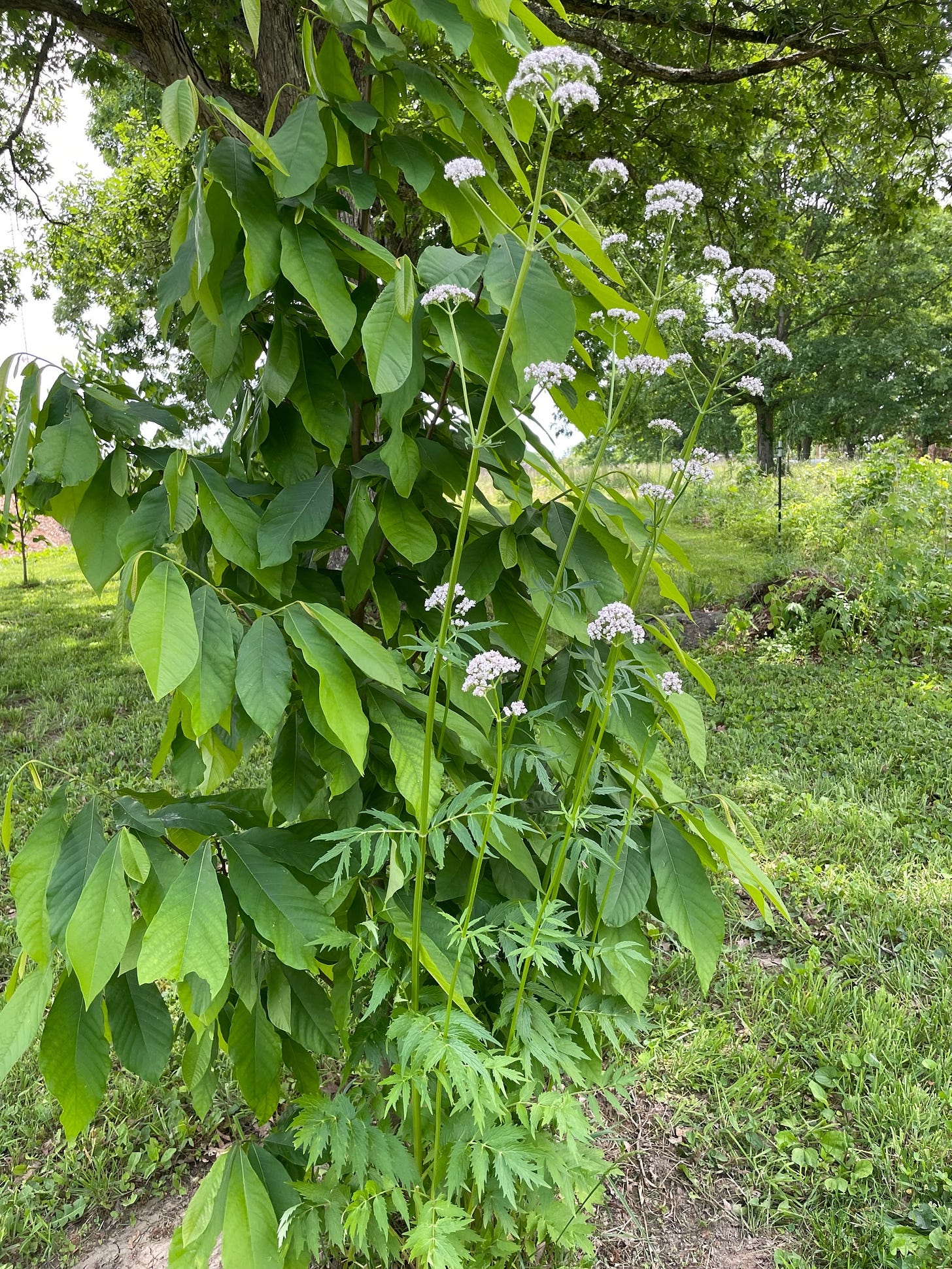 Young paw paw tree, Asimina triloba 