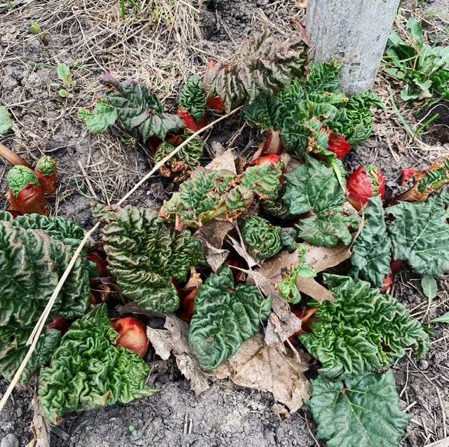 Photograph of rhubarb plant sprouting from the dirt. The green leaves contrast against the red stalks.