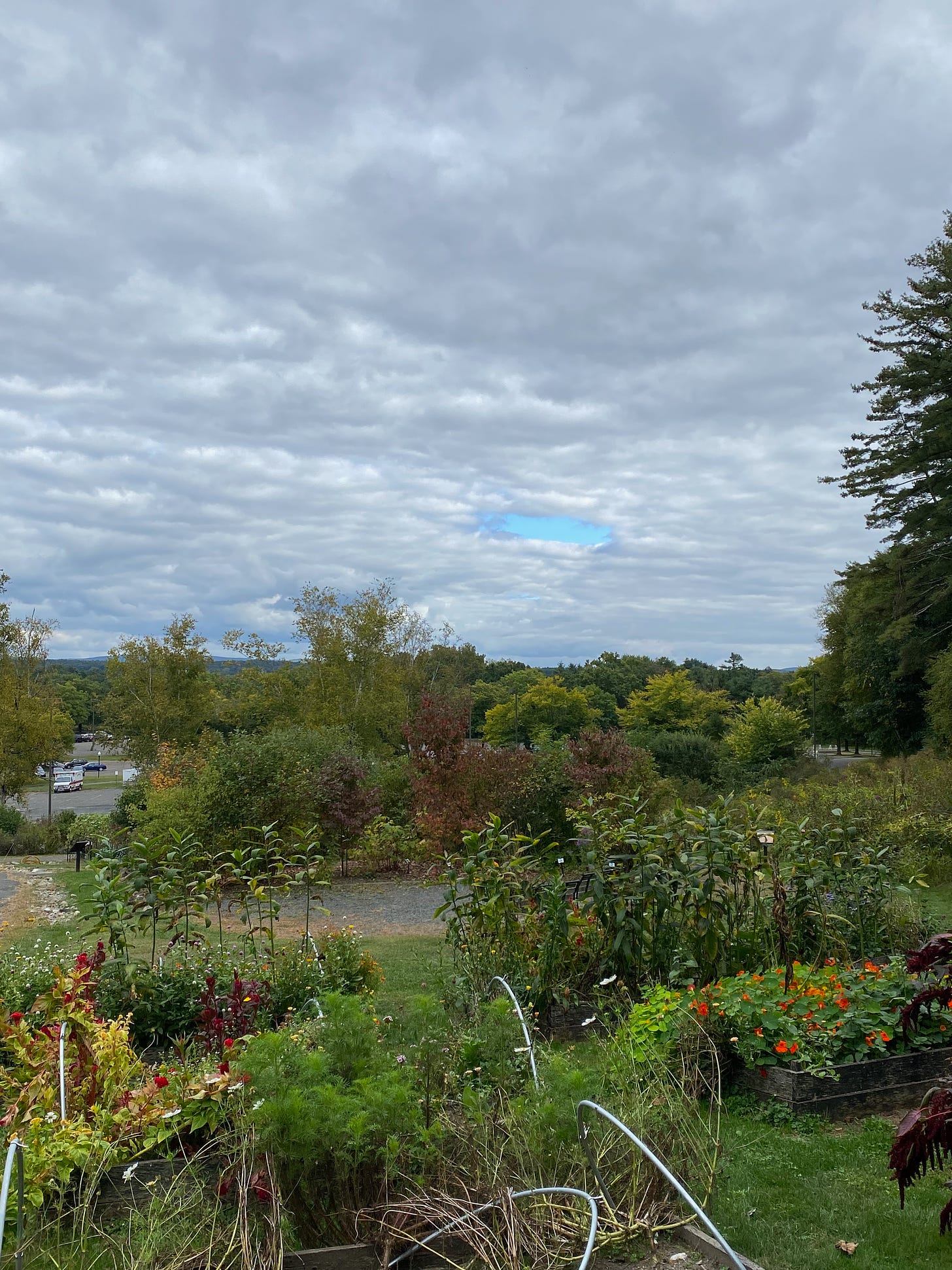 The garden beds at GCC, overgrown with flowers, under a cloudy sky.