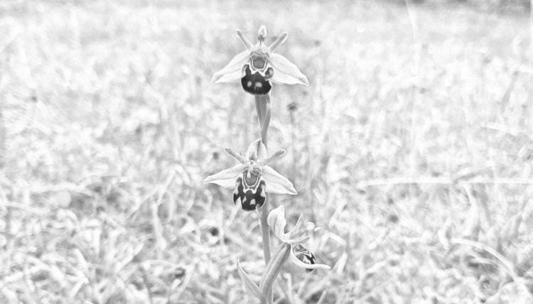 a bee orchid 