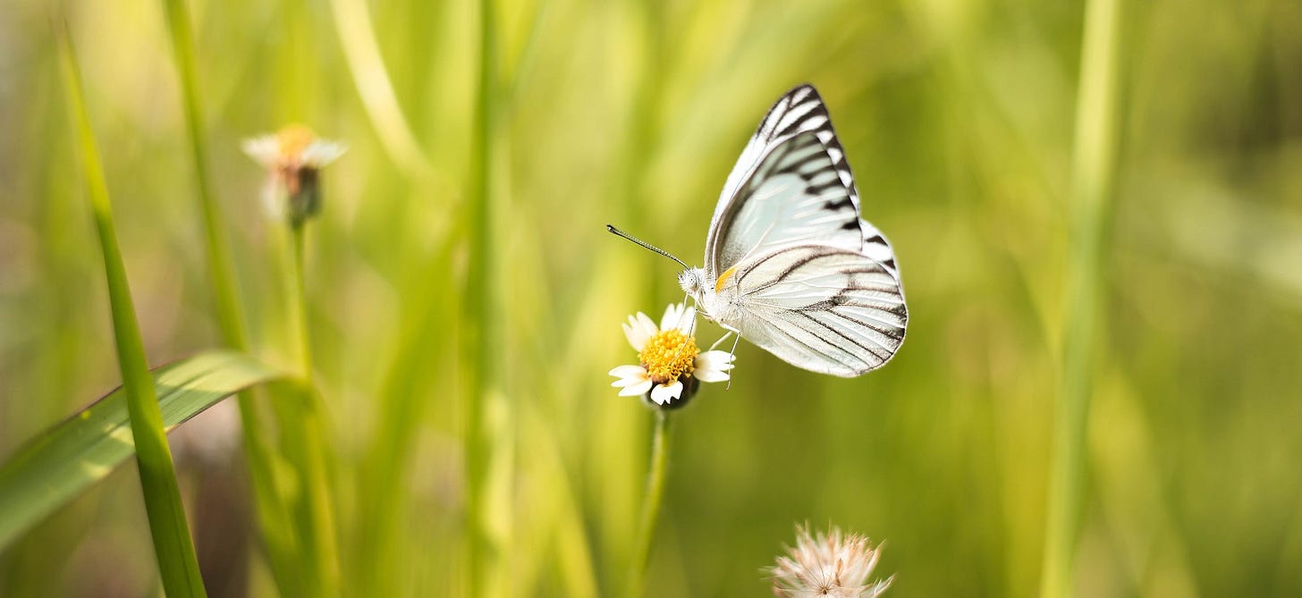 Butterfly on a flower. Photo by Satria Bagaskara.