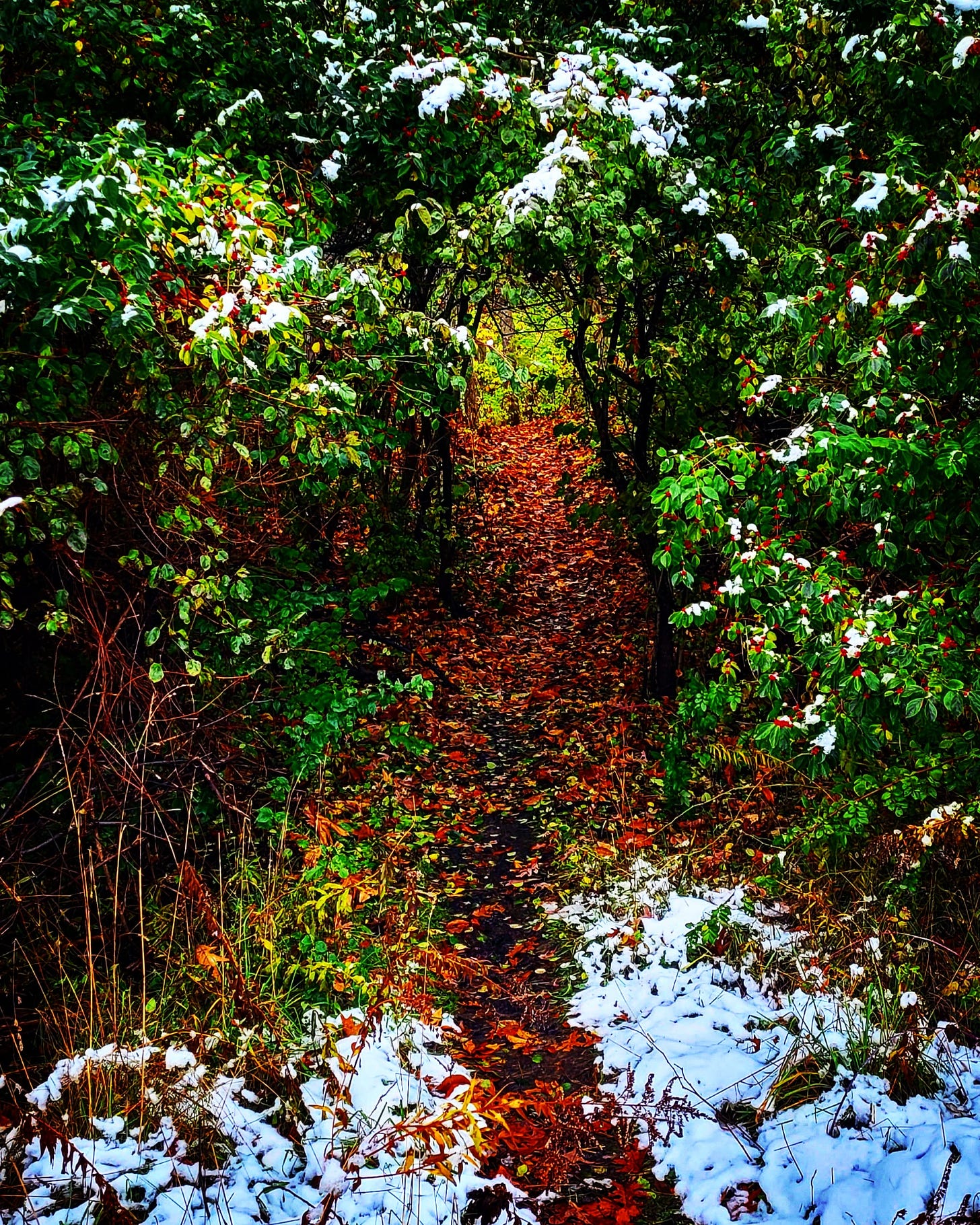Leaves and Snow on the Path - Image by Shawn R. Metivier, 2021
