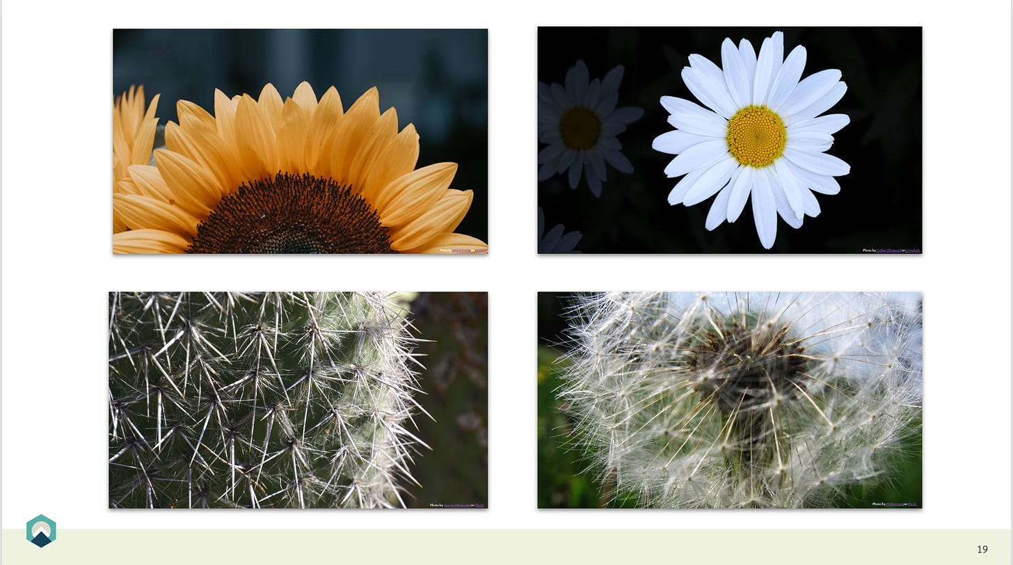 sunflowers, daisies, cacti and 