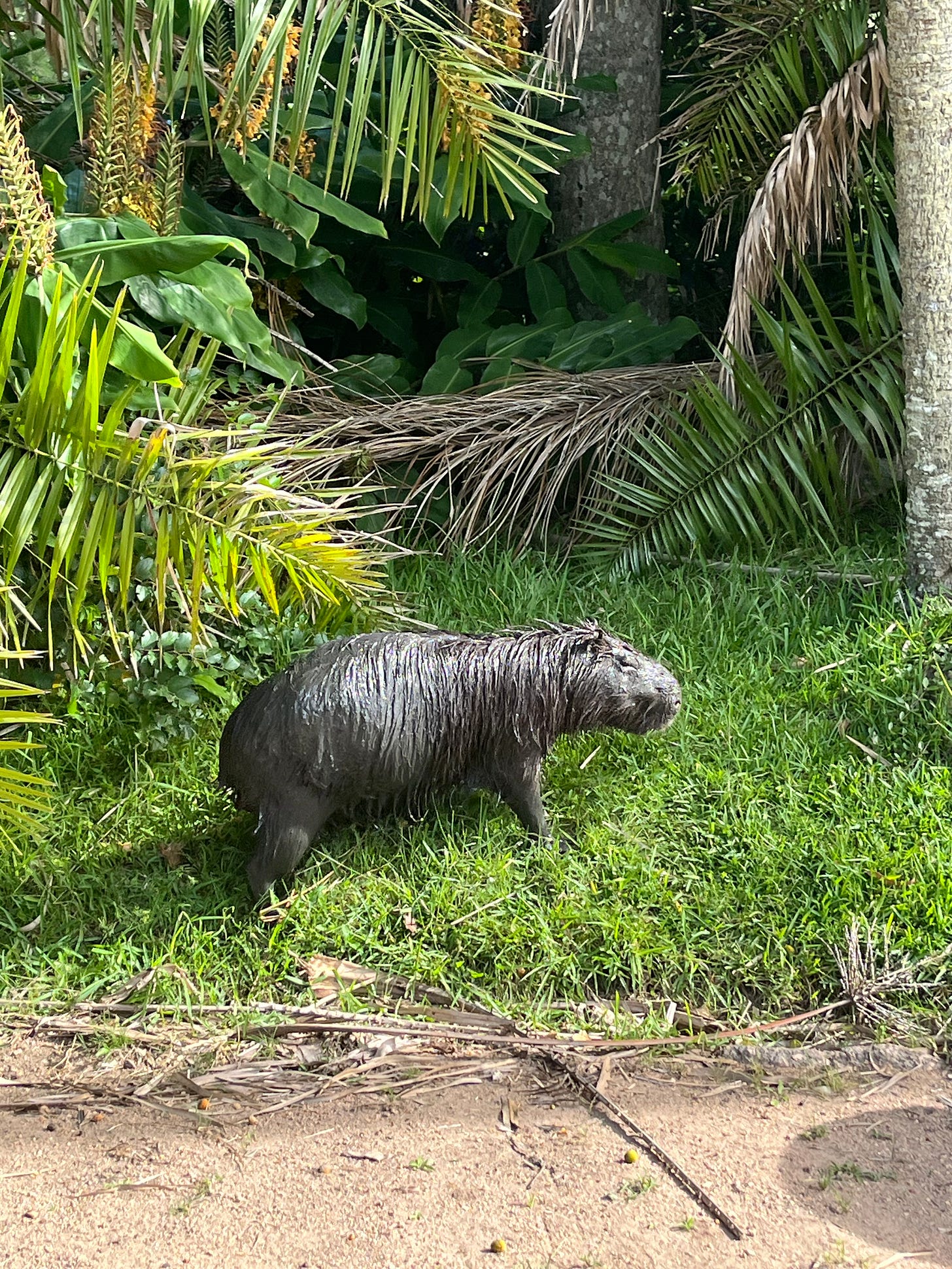 a wet capybara walking through green grass and plants