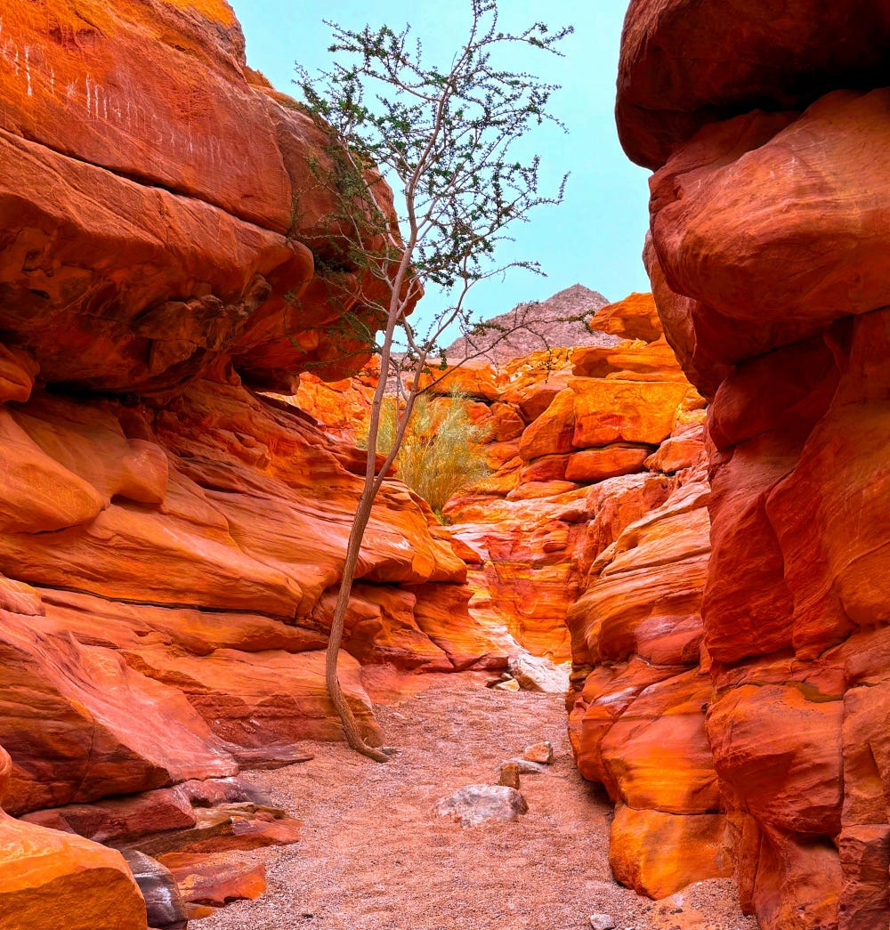 Orange rock formation with scrubby trees and a narrow path, from Sinai Peninsula