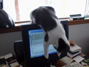 Black and white cat lying over a computer screen. 