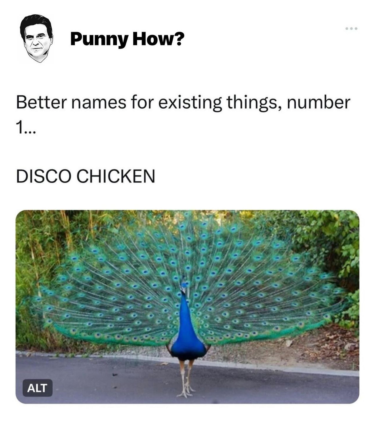 A peacock with feathers spread, captioned "Better names for animals number 1...DISCO CHICKEN"
