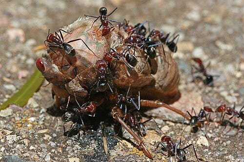 Predation - Wikipedia