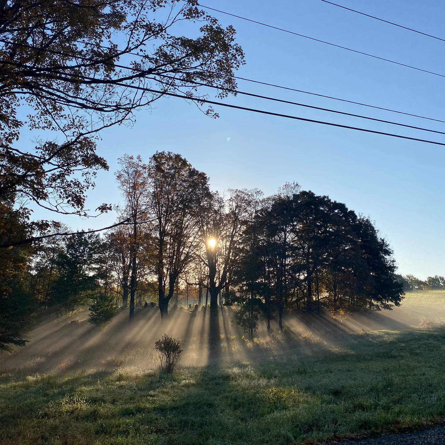 The bright sun behind a stand of dark trees. The pasture in front of the trees is misty and pale; the long dark tree shadows stripe eerily across the mist, gently backlit by the sun.