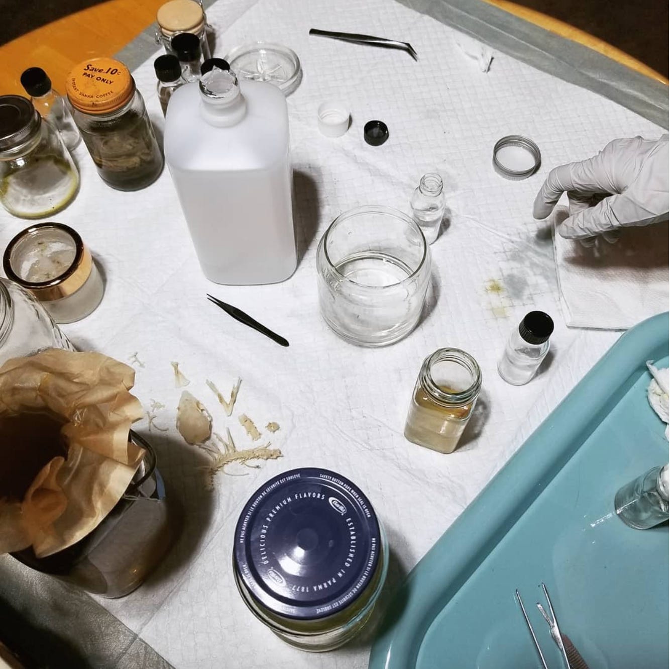 Overhead view of a table set up with several jars, tweezers, and animal bones.