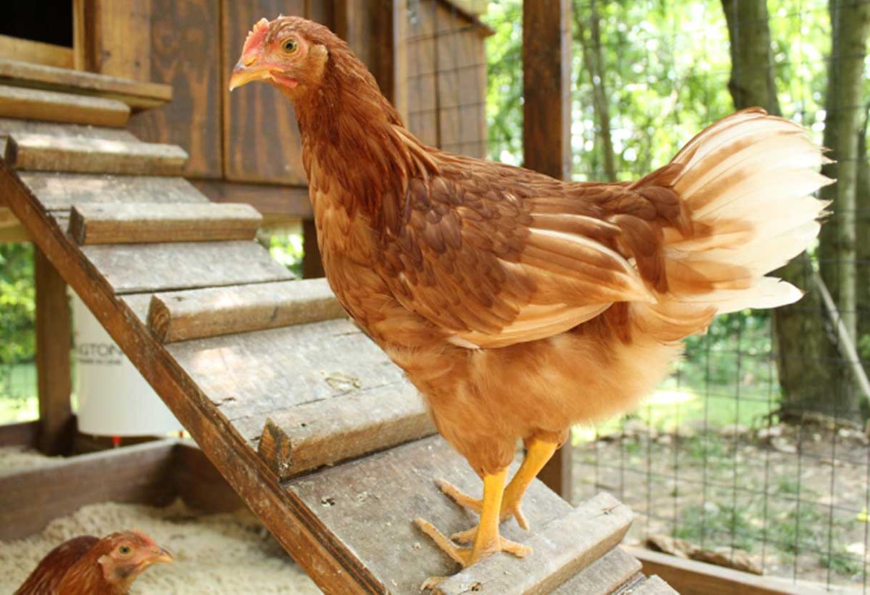 A brown hen walking into a chicken coop