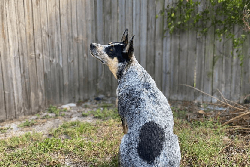 Scout the blue heeler sits in the corner of her fenced-in yard, facing away from the camera and turning her head to the left to watch a squirrel on top of the fence