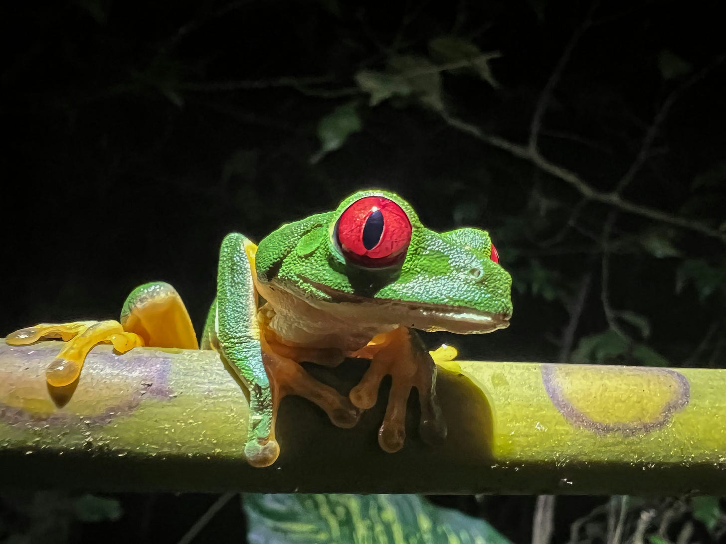 um sapo sobre um galho com olhos vermelhos