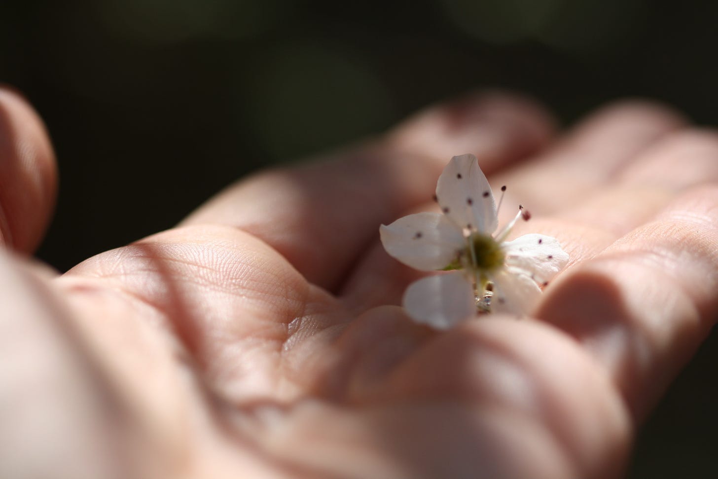 a white blossom held in the palm of my hand