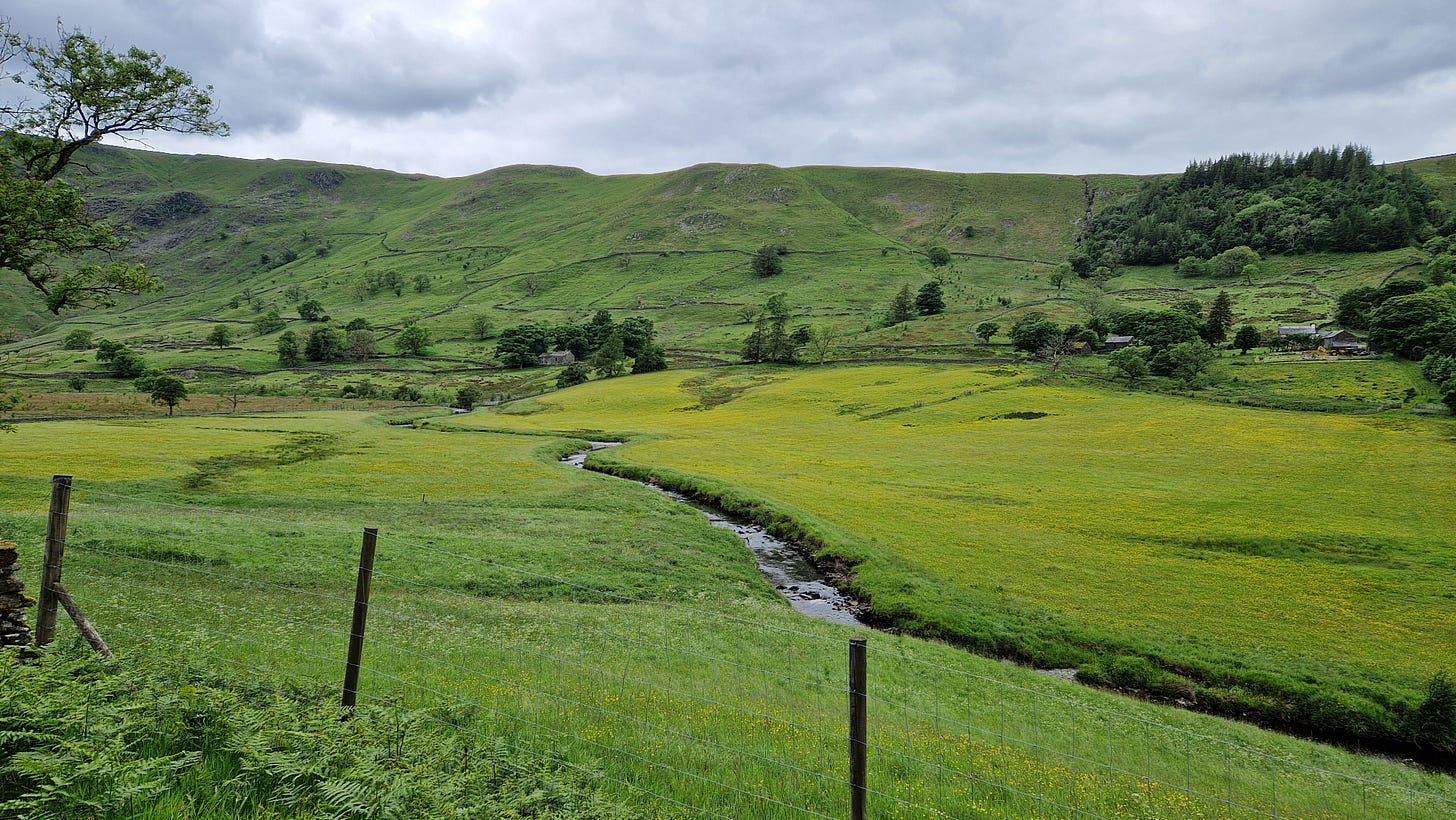 Meadow with meandering stream