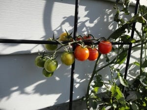 cherry tomatoes