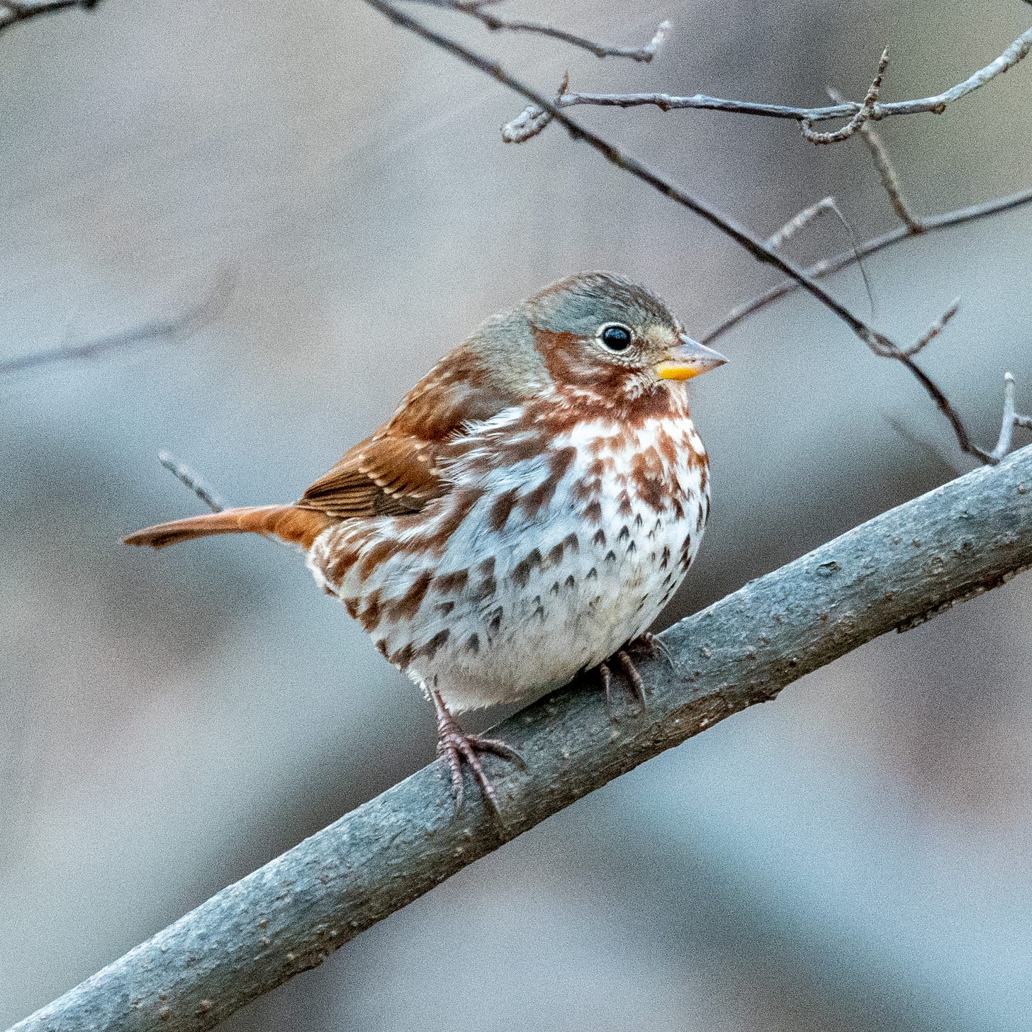 Chubby fox sparrow in profile, in warm light