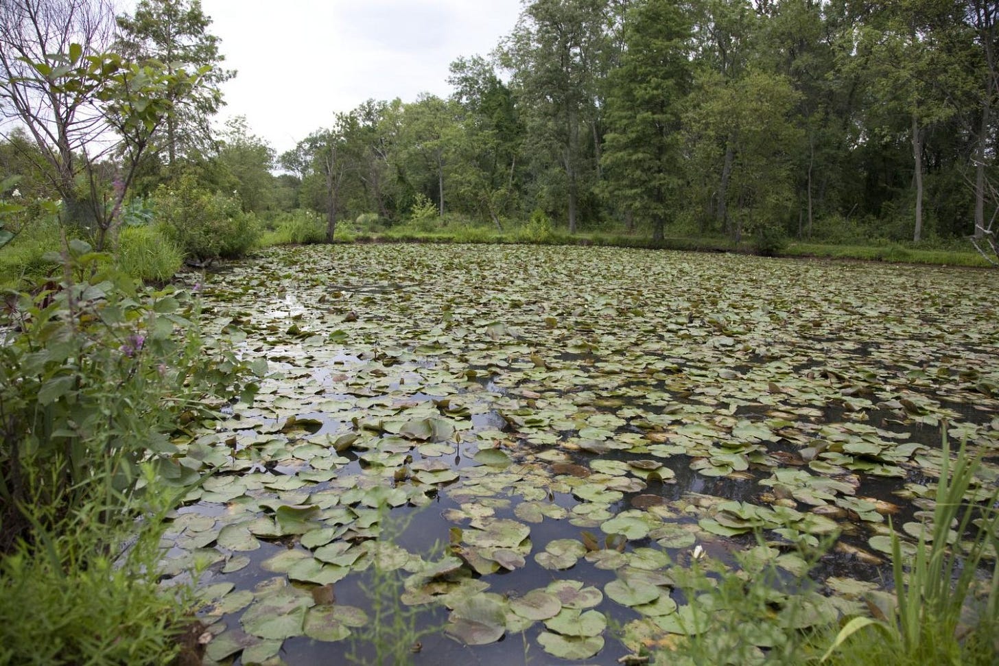 the surface of a pond is nearly covered in water lilies, against a forested backdrop