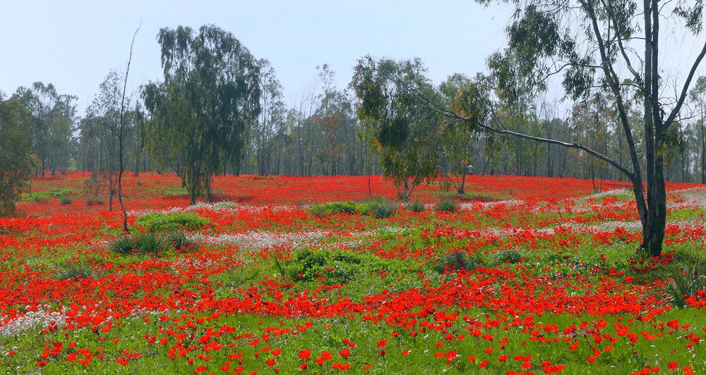 The fascinating flower story of a poppy and a kalaniyot | The Riverdale  Press | www.riverdalepress.com