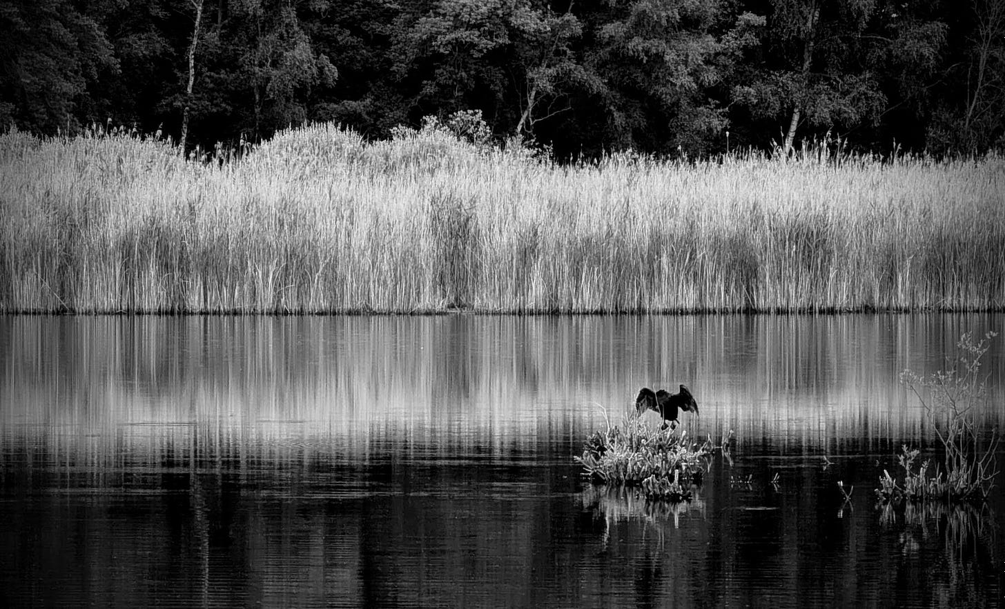 Solitude of the Wings