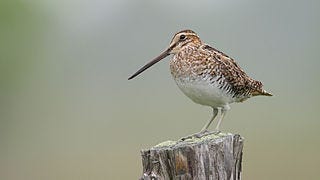 File:Gallinago-delicata-002.jpg