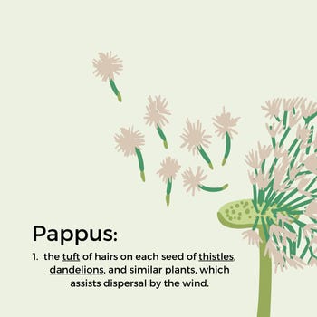 Graphic of a dandelion head with seed puffs floating from it. In the bottom left corner is the definition of "Pappus" reading: "the tuft of hairs on each seed of thistles, dandelions, and similar plants, which assists dispersal by the wind."