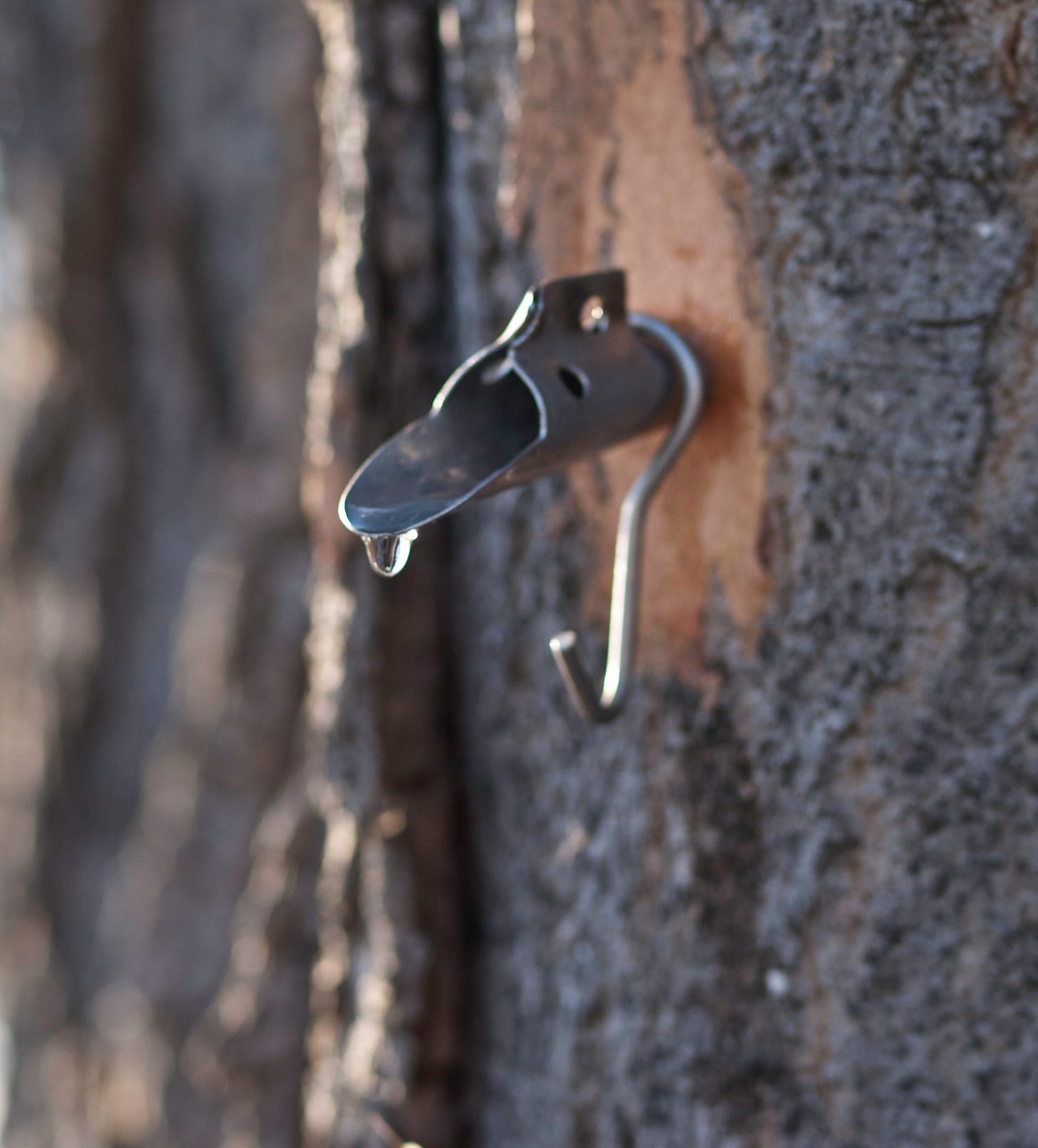 Tapping a maple tree