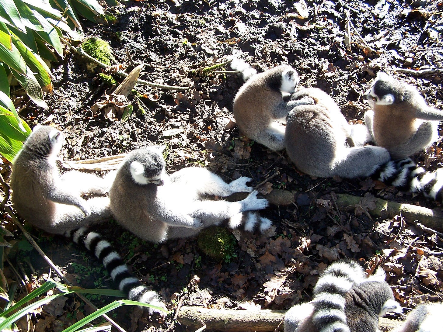 Five lemurs in the sun. One checked another for fleas, while a third looks on. The fourth and fifth display their fronts to the sun.