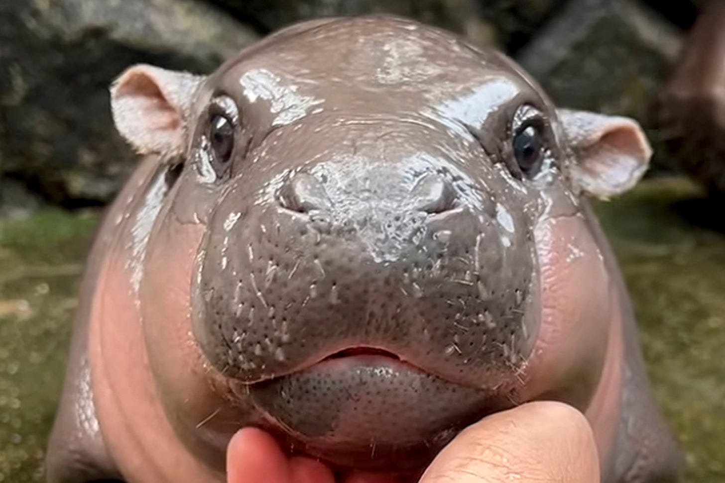 adorable glossy baby hippo Moo Deng