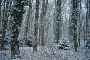 Snowy woods.Pixabay