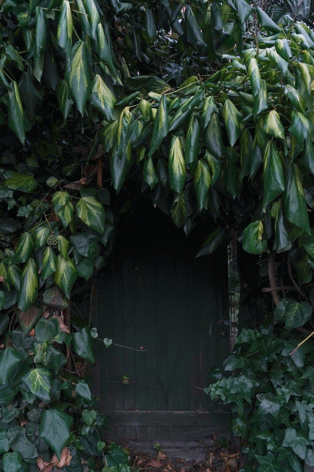 A door made of dark wood, half hidden behind overgrown trees.