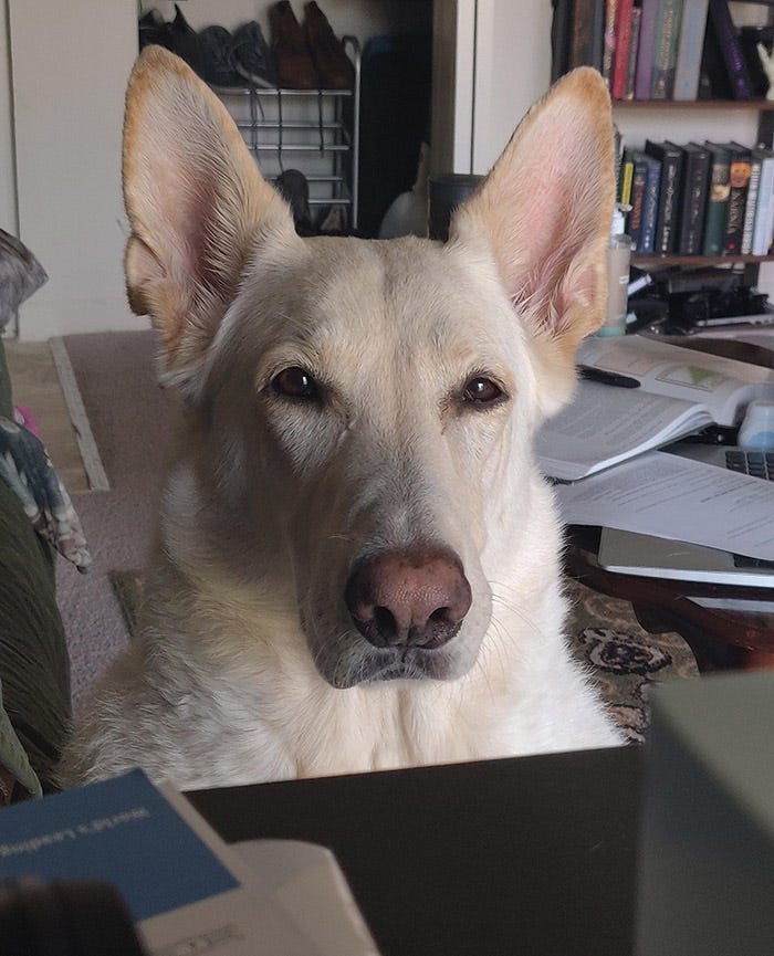 Dog is very suspicious of owner home on a work day