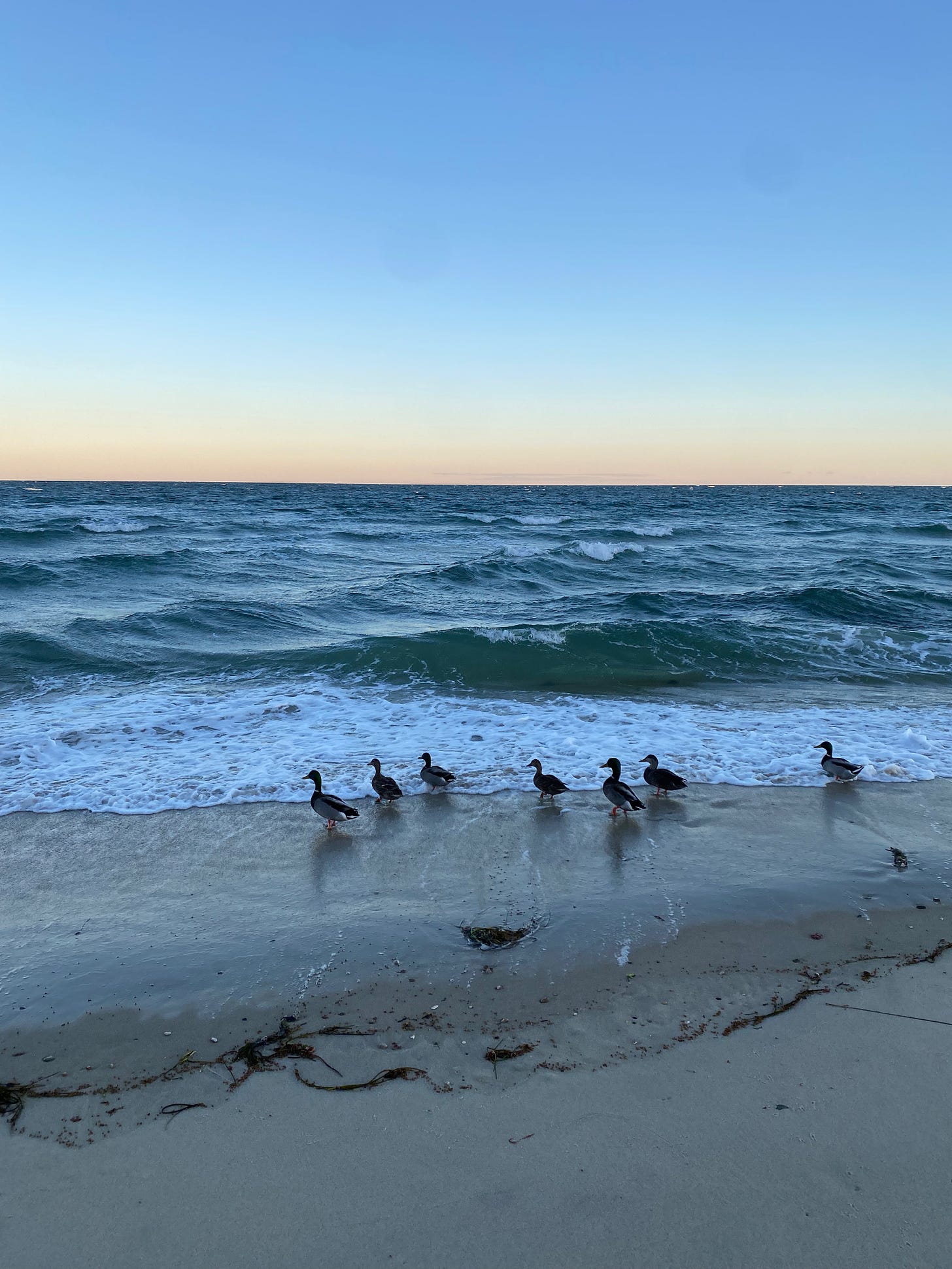 Seven ducks standing in the surf, a white wave breaking over their feet. The ocean is green and wavy; the sunrise sky pale orange on the horizon, fading into blue.