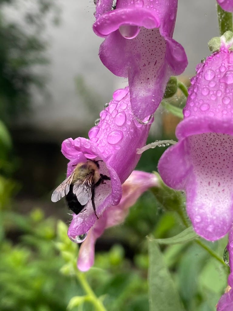Bee flower NYC