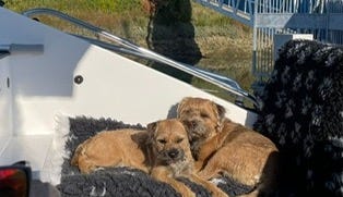 two border terriers lying in the sun on a boat