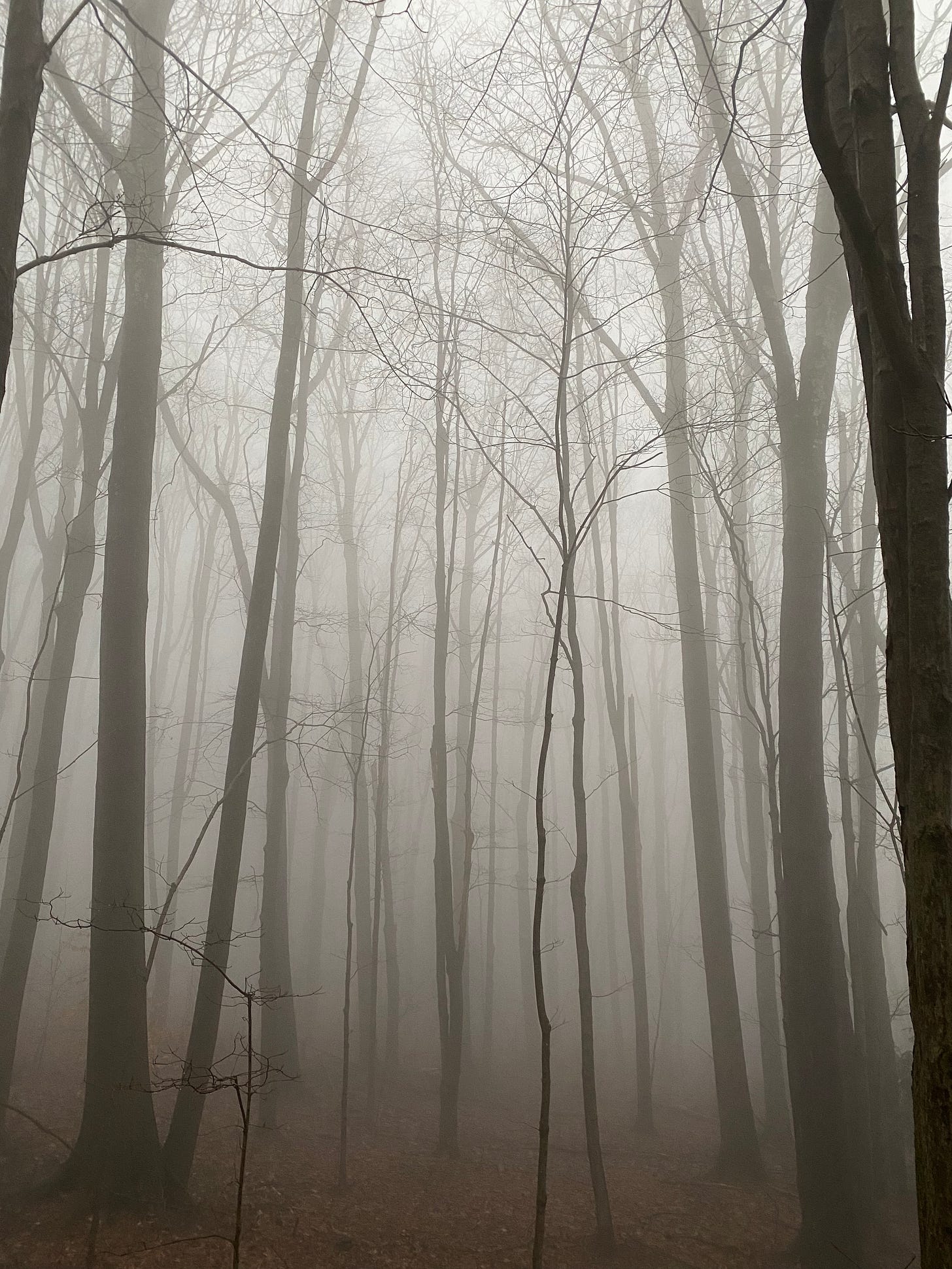 A stand of tall dark trees silhouetted and partially obscured by silver mist. 